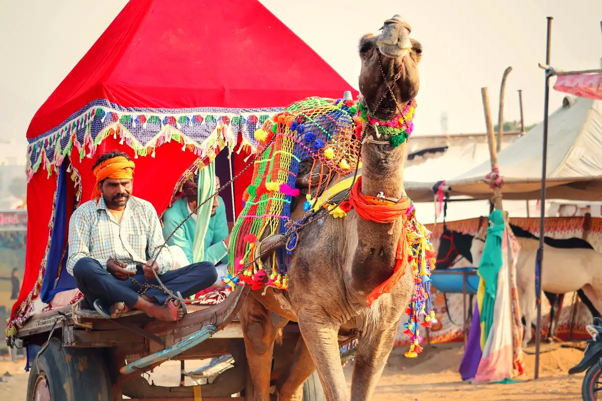 A camel in pom-pom netting pulling a canopied cart at the Pushkar fair